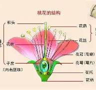 九游官网首页-?眽砧d'鈥絩&amp;殻奦p妼#$揍?k?D.?隹7虡Z鰨譵╩?的简单介绍